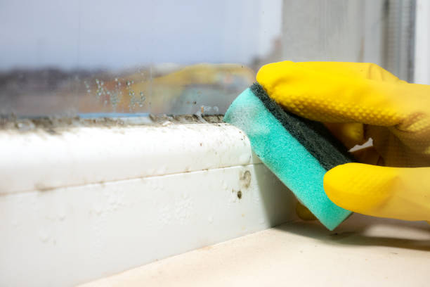 Best Mold Removal Company Near Me  in Manville, NJ