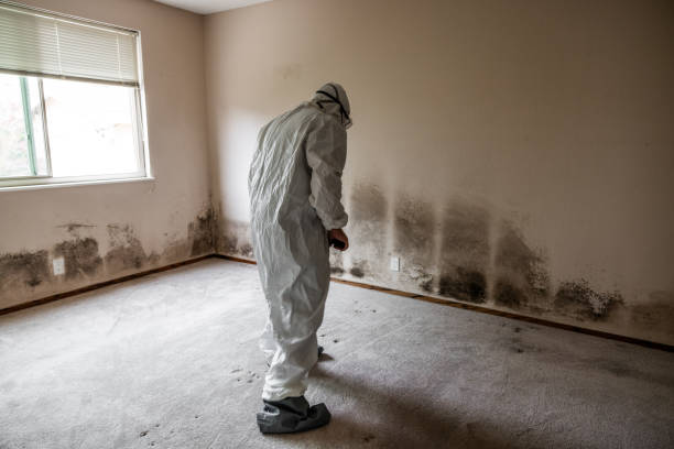 Best Residential Mold Removal  in Manville, NJ