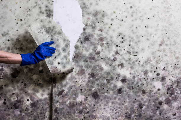Best Same-Day Mold Removal  in Manville, NJ
