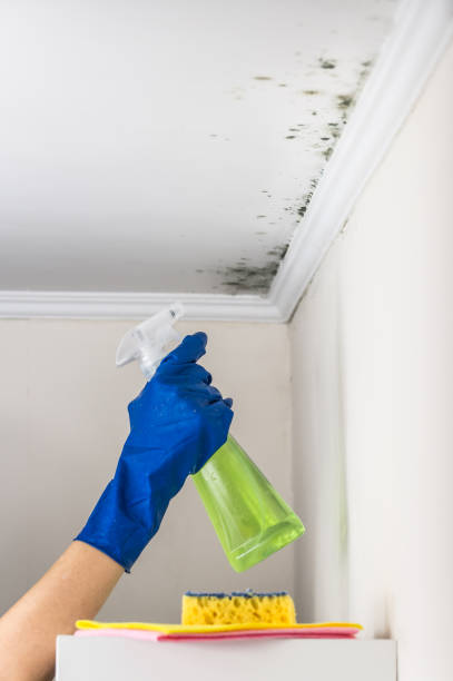 Best Mold Remediation  in Manville, NJ